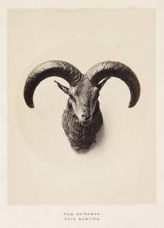 The burrell, photograph, page, photographer: Arthur Lucas, London, c. 1859 - in or before 1869,