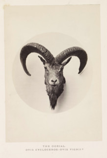 The earial, photograph, page, photographer: Arthur Lucas, London, c. 1859 - in or before 1869,