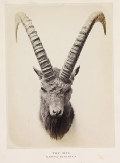 The ibex, photograph, page, photographer: Arthur Lucas, London, c. 1859 - in or before 1869, paper,