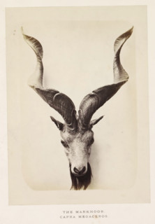 The markhoor, photograph, page, photographer: Arthur Lucas, London, c. 1859 - in or before 1869,