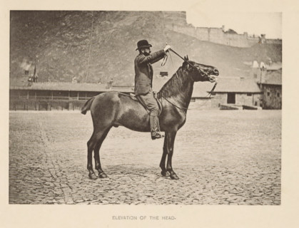 Elevation of the head, Man on a horse lifting the horse's head with the reins, page,