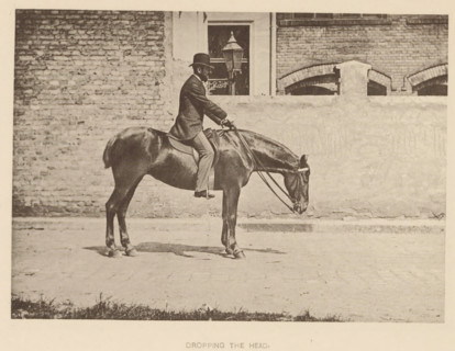 Man on a horse using the reins to lower the horse's head, Dropping the head, page, photomechanical