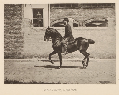 Closely united, in the trot, Man on a horse at a trot, page, photomechanical print, photographer: