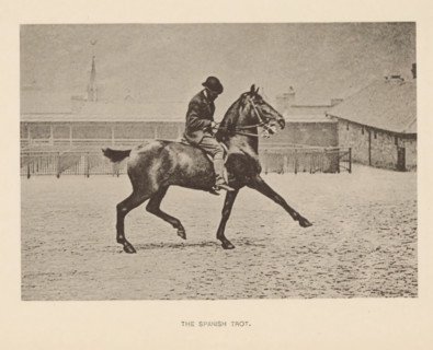 The Spanish trot, Man on a horse at Spanish trot, page, photomechanical print, photographer: