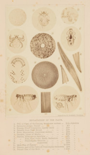 How to work with the microscope, book, writer (clerical worker): Lionel Smith Beale, publisher: