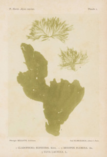 Three types of seaweed, page, photomechanical print, (1) is rock seaweed, (2) is featherweed, (3)