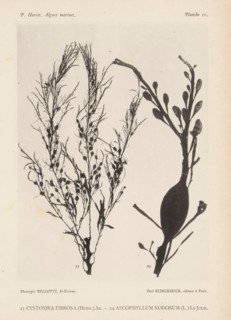 Two species of seaweed, page, photomechanical print, (23) is fibrous seaweed, (24) is clubweed.,