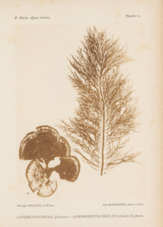 Two types of seaweed, page, photomechanical print, (25) is peacock tail, (26) is brown seaweed.,