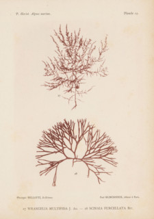 Two species of seaweed, page, photomechanical print, (27) is Wrangelia multifida, (28) is Scinaia