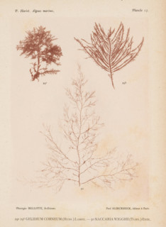 Two species of seaweed, page, photomechanical print, (29a) and (29b) is Gelidium corneum, (30) is