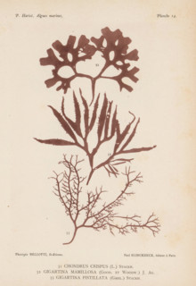 Three species of seaweed, page, photomechanical print, (31) is Irish moss, (32) is Irish moss, (33)