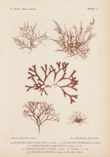 Five species of seaweed, page, photomechanical print, (34) is red algae, (35) is red algae, (36) is