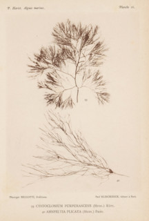 Two species of seaweed, page, photomechanical print, (39) is Cystoclonium purpureum, (40) is