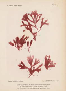 Three species of seaweed, page, photomechanical print, (41) is Phyllophora rubens, (42) is