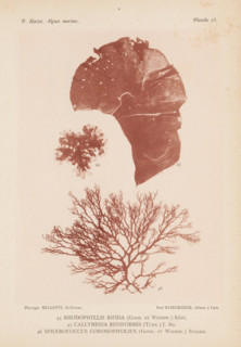 Three species of seaweed, page, photomechanical print, (44) is Rhodophyllis bifida, (45) is