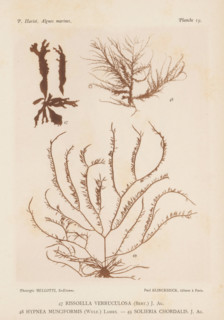 Three species of seaweed, page, photomechanical print, (47) is Rissoella verruculosa, (48) is