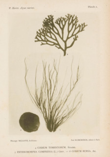 Three types of seaweed, page, photomechanical print, (4) is green sponge seaweed, (5) is flat
