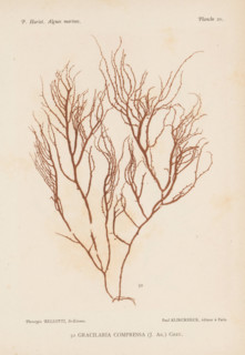 Gracilaria compressa, page, photomechanical print, number: '50', number: 'Planche 20.',