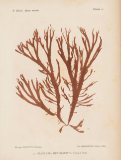 Gracilaria multipartita, page, photomechanical print, number: '51', number: 'Planche 21.',
