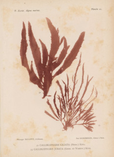 Two species of seaweed, page, photomechanical print, (52) is Calliblepharis ciliata, (53) is