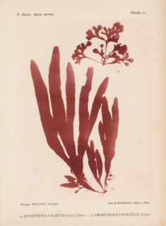 Two species of seaweed, page, photomechanical print, (54) is Rhodymenia palmetta, (55) is