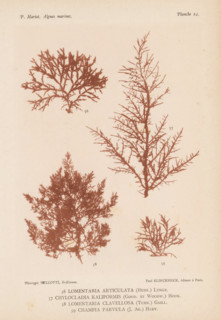 Four species of seaweed, page, photomechanical print, (56) is Lomentaria articulata, (57) is