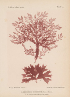 Two species of seaweed, page, photomechanical print, (60) is Plocamium coccineum, (61) is