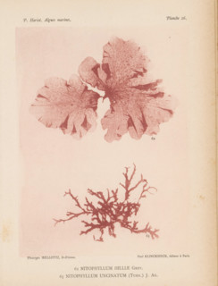 Two species of seaweed, page, photomechanical print, (62) is Nitophyllum hilliae, (63) is