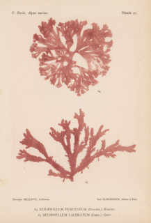 Two species of seaweed, page, photomechanical print, (64) is Nitophyllum punctatum, (65) is