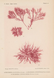 Three species of seaweed, page, photomechanical print, (66) is Delesseria alata, (67) is Delesseria