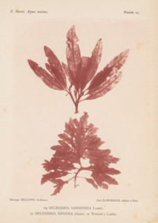 Two species of seaweed, page, photomechanical print, (69) is Delesseria sanguinea, (70) is
