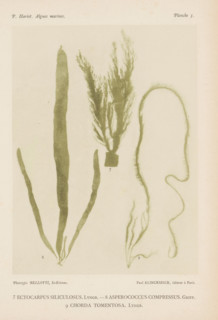 Three species of seaweed, page, photomechanical print, (7) is brush seaweed, (8) is brown seaweed