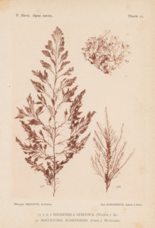 Two species of seaweed, page, photomechanical print, (71a) and (71b) is Rhodomela subfusca, (72) is