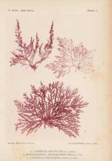Three species of seaweed, page, photomechanical print, (73) is Laurencia obtusa, (74) is