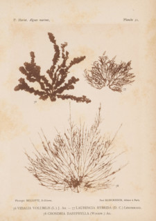 Three species of seaweed, page, photomechanical print, (76) is Vidalia volubilis, (77) is Laurencia