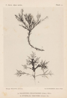Two species of seaweed, page, photomechanical print, (79) is Halopithys pinastroides, (80) is