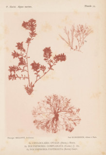 Three species of seaweed, page, photomechanical print, (81) is Chylocladia ovalis, (82) is