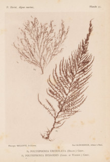 Two species of seaweed, page, photomechanical print, (84) is thin tubeweed, (85) is Polysiphonia