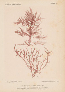 Two species of seaweed, page, photomechanical print, (86) is Dasya coccinea, (87) is Halurus