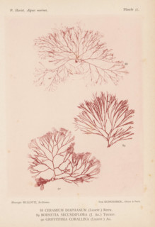 Three species of seaweed, page, photomechanical print, (88) is Ceramium diaphanum, (89) is Bornetia
