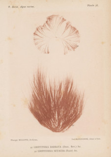 Two species of seaweed, page, photomechanical print, (91) is Griffithsia barbata, (92) is