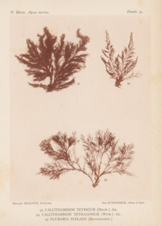 Three species of seaweed, page, photomechanical print, (93) is Callithamnion tetricum, (94) is