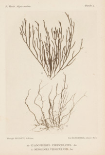 Two species of seaweed, page, photomechanical print, (10) is wide pipe cleaner seaweed, (11) is