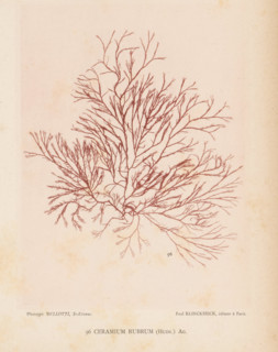 Redweed, page, photomechanical print, inscription: 'Ceramium rubrum (Huds.) Ag.', number: '96',