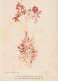 Two species of seaweed, page, photomechanical print, (97) is Antithamnion plumula, (98) is