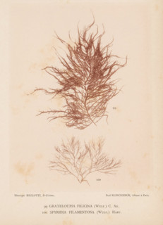Two species of seaweed, page, photomechanical print, (99) is Grateloupia filicina, (100) is