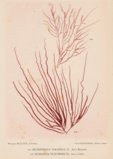 Two species of seaweed, page, photomechanical print, (101) is Dudresnaya coccinea, (100) is