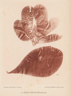 Dilsea edulis, page, photomechanical print, inscription: 'Dilsea edulis (Stackhouse).', number: