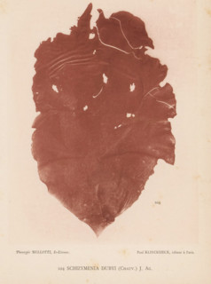 Schizymenia dubyi, page, photomechanical print, inscription: 'Schizymenia dubyi (Chauv.) J. Ag.',