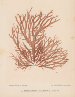 Halarachnion ligulatum, page, photomechanical print, number: '105', inscription: 'Halarachnion